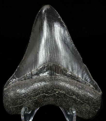 Serrated, Fossil Megalodon Tooth - Georgia #58084